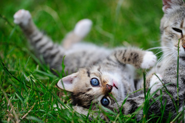 lovely kitty with blue eyes