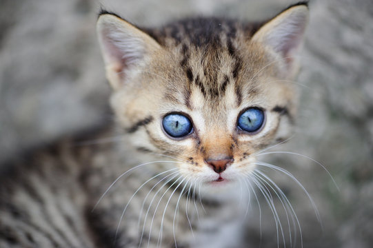 lovely kitty with blue eyes