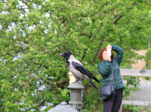 cuervo turista sacando una fotografia a un cuervo berl&iacute;n 5791-f15