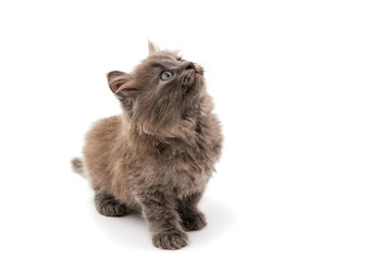 gray kitten