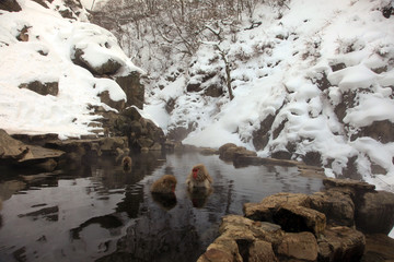 Cute and funny Japanese macaque, snow monkeys, Nagano prefecture,Japan