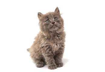 gray kitten