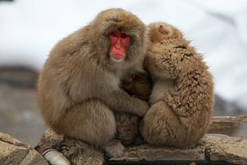 Cute and funny Japanese macaque, snow monkeys, Nagano prefecture,Japan