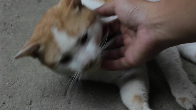 hand stroking the cat under its neck