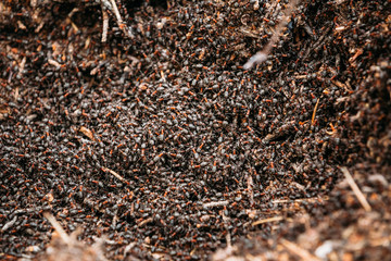 Red Forest Ants Formica Rufa In Anthill