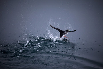 Arctic puffin taking off in Svalbard, Norway