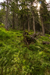 Early morning with sunrise in forest
