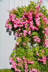 Sommer Garten - rosa Rosen - Grußkarte Blumen