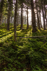 Obraz premium Early morning with sunrise in forest 