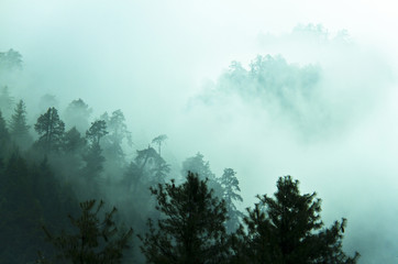 Beautiful fog in Himalayas forest