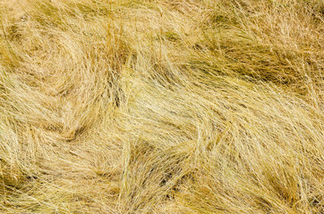 Fototapeta premium Dry hay