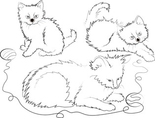 funny cats with a ball