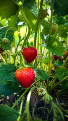 Strawberry Field with Ripe strawberries
