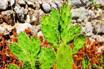 Kaktus vor Steinmauer
