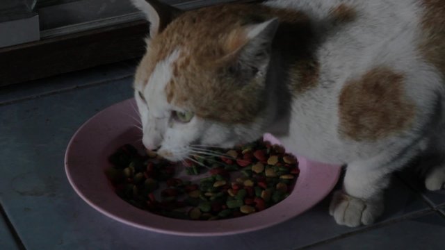 cat eating its food in the dark