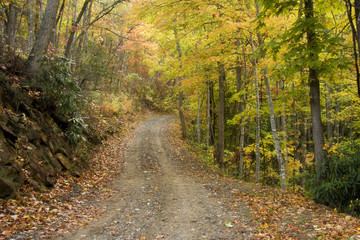 Fototapeta na wymiar Country Road in the Woods during the Fall