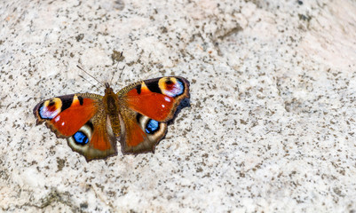 Beautifull butterfly on white rock
