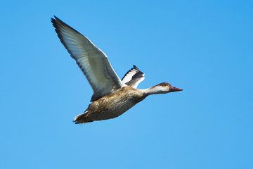 Duck in flight