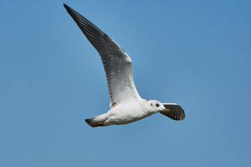 Obraz premium Seagull in flight