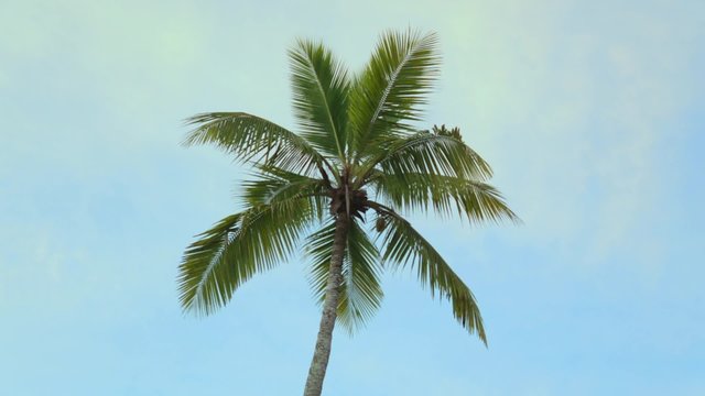 palm tree travel sky nature beach tropical
