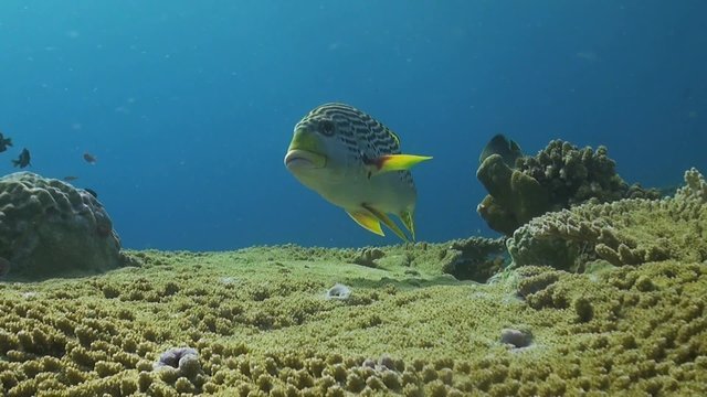 Diagonal banded sweetlips on a coral reef in Philippines