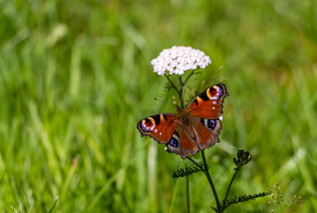 Beautifull butterfly on flower
