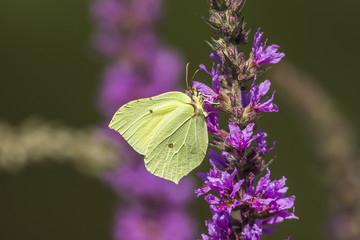 Zitronenfalter (Gonepteryx rhamni)