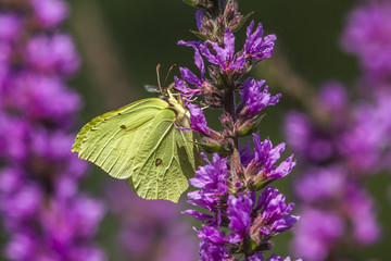 Zitronenfalter (Gonepteryx rhamni)