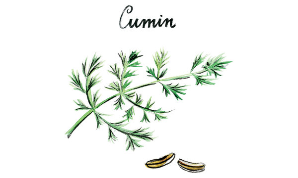 Watercolor vector cumin