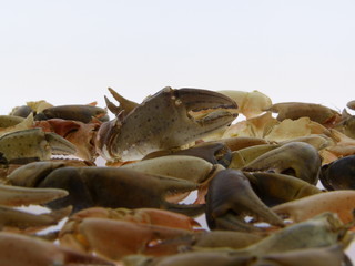 nippers of crabs