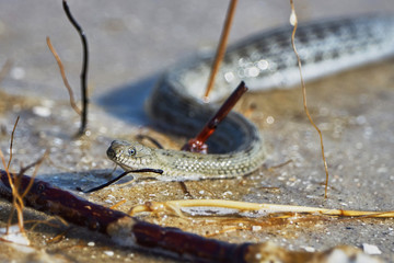 Water snake on the Bay