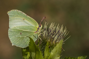 Zitronenfalter (Gonepteryx rhamni)