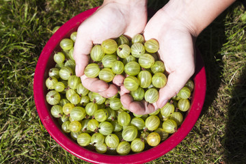 Green gooseberries