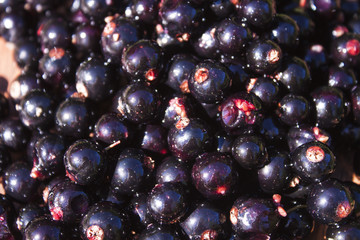 Ribes nigrum black currant