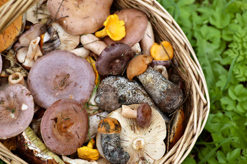 Basket with mushrooms on  green grass.