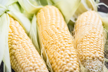Farm fresh organic corn cob