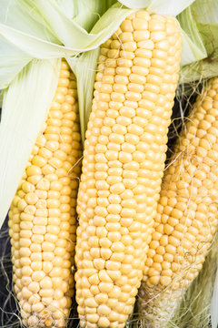 Farm fresh organic corn cob