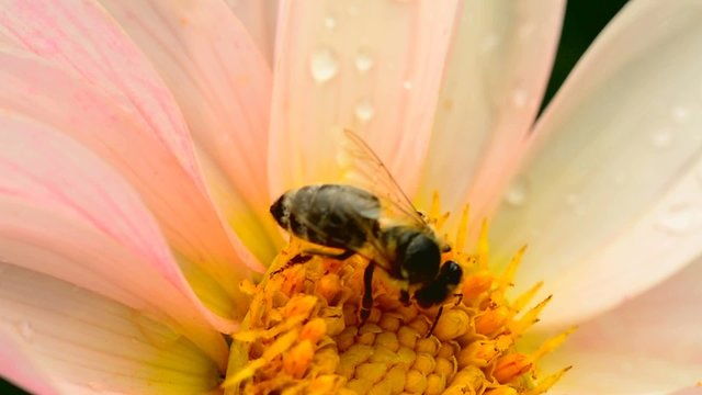 Wespe sammelt Bl&uuml;tenstaub einer Bl&uuml;te. Nahaufnahme beim Pollen sammeln