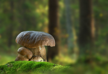 Boletus mushroom in forest