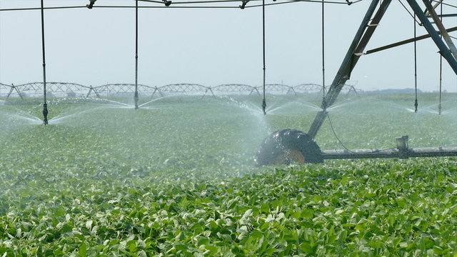 Soybean field with Irrigation system for water supply
