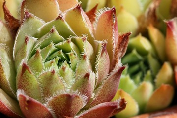 Sempervivum