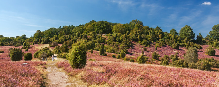 Weg durch Landschaft in der L&uuml;neburger Heide, am Rand des Tales Totengrund bei Wilsede zur Zeit der Heidebl&uuml;te