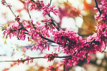 Ciruelo con capullos