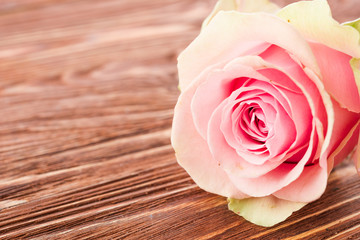 rose flower on wood background