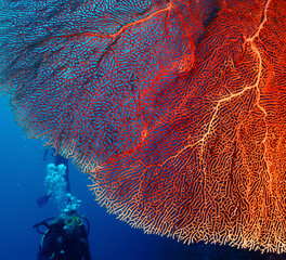 Coral and diver