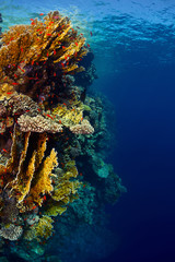 Fototapeta premium Red Sea underwater