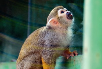 Squirrel Monkey