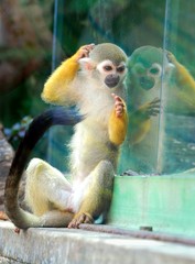 Squirrel Monkey