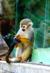 Squirrel Monkey