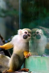 Squirrel Monkey